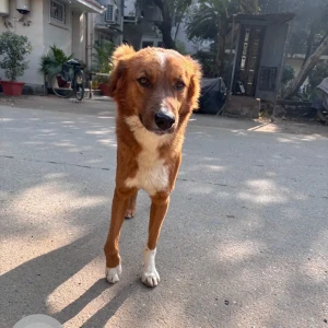 A White-Brown Mix Indie Dog Found from D3 Vasant Kunj