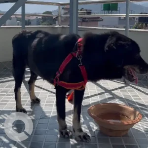 A Black and White Indie Dog Missing from Bijeshwori Sainik School