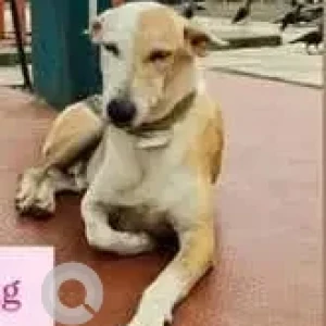 A White-Brown Mix Indie Dog Missing from Worli, Mumbai