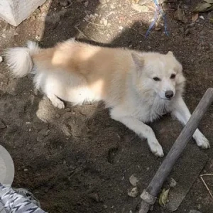 A White Pomeranian Dog Missing from Kallikuppam, Ambattur-2
