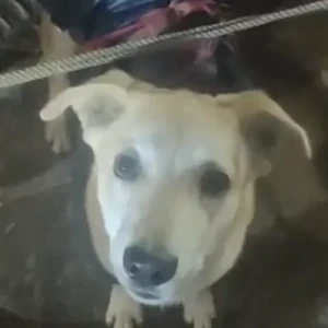 A White-Brown Mix Indie Dog Missing from B1 red light, Janak Puri