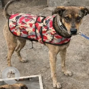 A Black and Brown Indie Dog Missing from Kanavali Puliva, Indirapuram