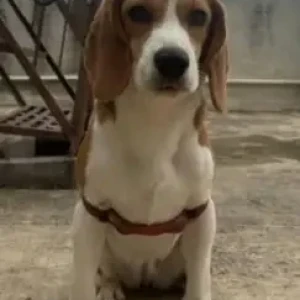 A White-Brown Mix Beagle Dog Missing from Bengaluru