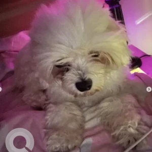 A White Maltese Dog Missing from Hal road, Ayyapanagar, Krishnarajapuram