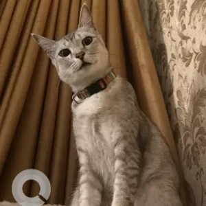 A Grey-White Mix Indie Cat Missing from Convent Road, Richmond Town-2