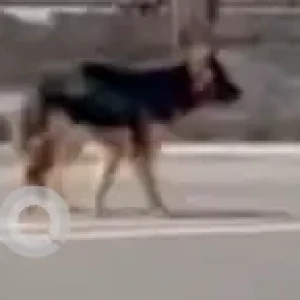 A Black and Brown German Shepherd Dog Found from Chhyasikot, Bhaisepati-2