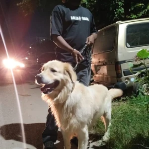 A White Golden Retriever Dog Found from Greater Hyderabad Municipal Corporation North Zone, Secunderabad