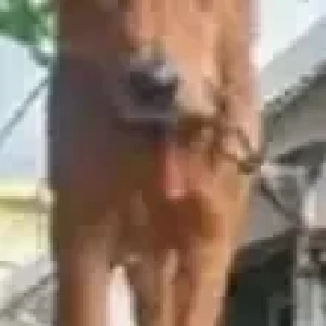 A Brown Indie Dog Missing from ItI Circle to K R Puram, Tc Palya-2