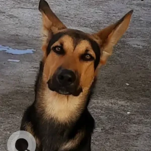 A Black and Brown German Shepherd Dog Found from Nayagaun-15