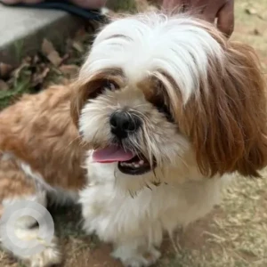 A White-Brown Mix Shih Tzu Dog Found from Arnold Fitness Vijayanagara