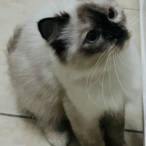 A Black and White Ragdoll Cat Missing from signature inn hotel al muraqqabat