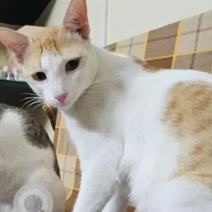 A White-Brown Mix Calico Cat Missing from Medavakkam, VGP pushpa nagar-2
