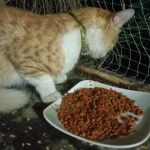 A White-Brown Mix Indie Cat Found from Pune-2