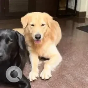 A Brown Golden Retriever Dog Missing from Asha Township, Dodegubbi