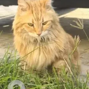 A Golden Persian Cat Found from Sandoval Garden