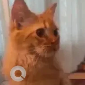 A Orange Indie persian mix Cat Found from Bengaluru-2