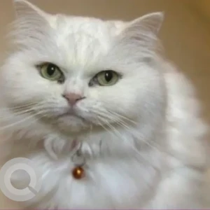 A White Persian Cat Missing from Al Nakhwah Street - Khalifa City