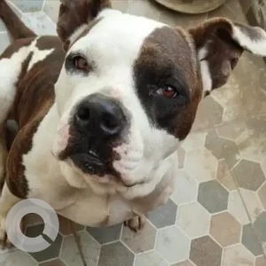 A White-Brown Mix Pitbull Dog Found from Dhumaspur village sector 67, Gurgaon