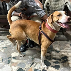 A White-Brown Mix Indie Dog Missing from Periyar pathai, Choolaimedu, Chennai-3