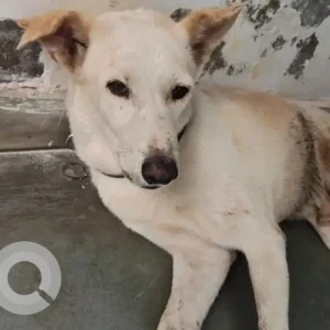 A White Indie Dog Found from New Delhi, New Delhi