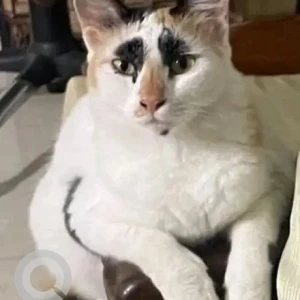 A White Calico Cat Missing from Spencers gym, Kalina