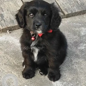 A Black Indie mix Dog Missing from C- Sector, Naharlagun