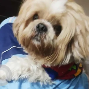 A White-Brown Mix Shih Tzu Dog Found from Holy Chowk, Raju Park