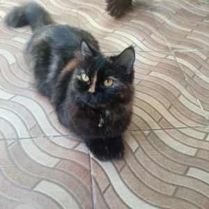 A Black Indie Cat Missing from Lakshmi Layout, Gandhinagar