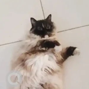 A White and Grey Persian Cat Missing from Damac Lagoons