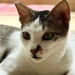 A Grey-White Mix Indie Cat Missing from Nesapakkam, Rajiv Gandhi Nagar