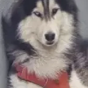 A Black and White Husky Dog Missing from Bettadasappura road