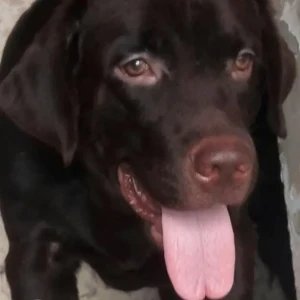 A Black Labrador Dog Missing from Samta vihar, mukundpur-2