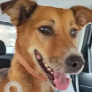 A White-Brown Mix Indie Dog Missing from New Delhi