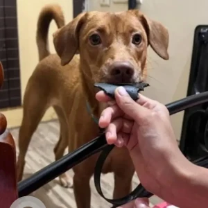 A Brown Indie Dog Missing from Zoomies Pet Home Boarding, Hyderabad-2