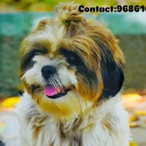 A White-Brown Mix Shih Tzu Dog Missing from Mysuru