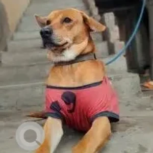 A White-Brown Mix Indie Dog Missing from Kalighat