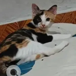 A Black and White Calico Cat Missing from Hunasmaranahalli-2