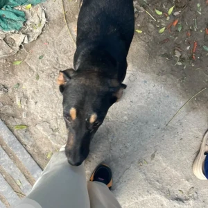 A Black and Brown Indie Dog Missing from Saraswati Vihar