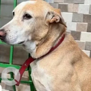 A White-Brown Mix Indie Dog Missing from Thane