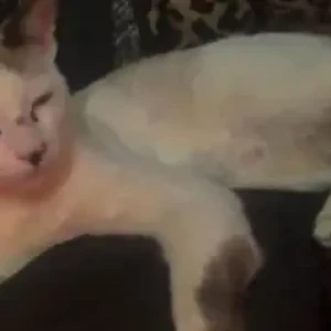 A White-Brown Mix Indie Cat Missing from Banigala-2