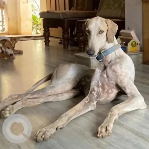 A White-Brown Mix Mudhol hound Dog Missing from MS Palya, Yelahanka