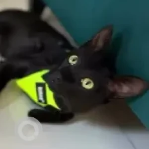 A Black Bombay Cat Missing from NGEF layout, Nagarbhavi-2