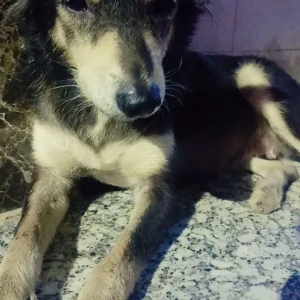 A Black and Brown German Shepherd Dog Missing from Old kondli B block, East delhi