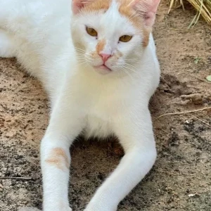 A White-Brown Mix Domestic Shorthair Cat Missing from Al Dana St-2