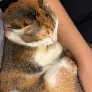 A White-Brown Mix Indie Cat Missing from Sector 47, Gurugram-2