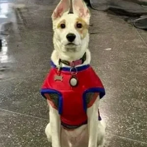 A White Indie Dog Missing from Prem Nagar, Janakpuri