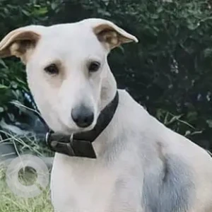 A White Indie Dog Missing from Bharatiya City, Bengaluru-2