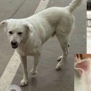 A White Indie Dog Missing from JP Nagar 3rd Stage