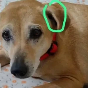 A White-Brown Mix Indie Dog Missing from Chennai