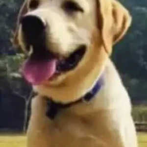 A White Labrador Dog Missing from Mahavir Enclave-2
